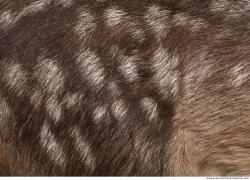 Photo Textures of Animal Skin